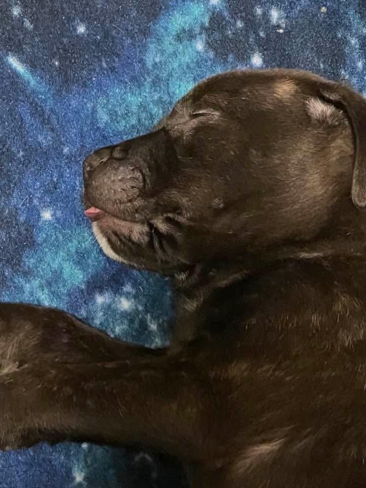 Enlarge Eloise, an adoptable mixed breed in Youngstown, OH image 6/6