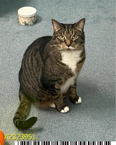 Enlarge FLINT, a Adoptable Domestic Short Hair in West Palm Beach, FL image 1/1