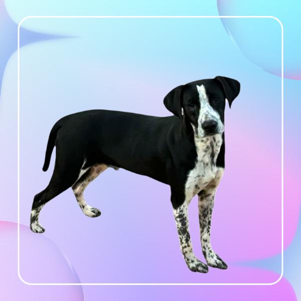 Levi - LOVEBUG - RI transport