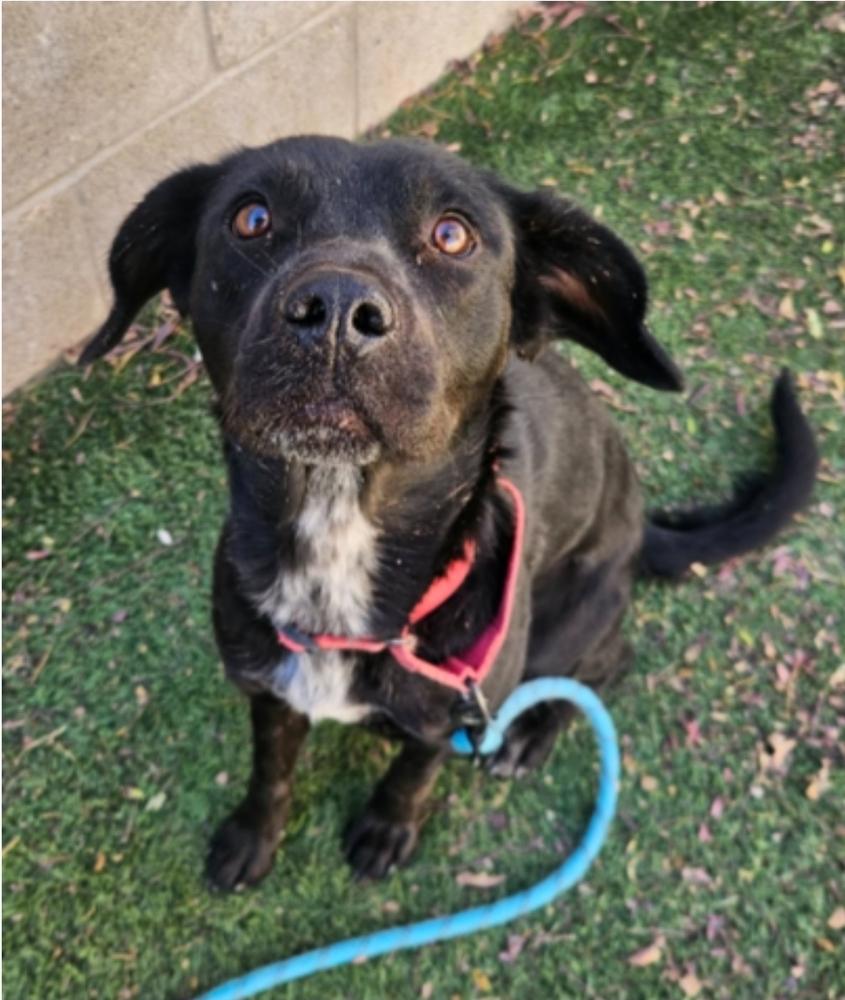 Marianne, Adoptable, Young Female Border Collie.