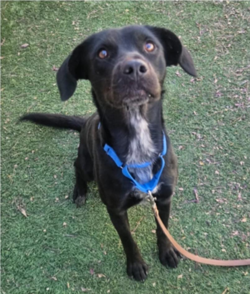 Enlarge Marianne, a Adoptable mixed breed in Sedalia, CO image 2/6