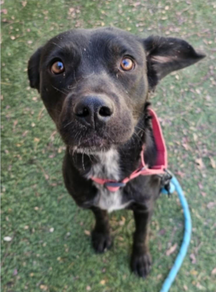 Enlarge Marianne, a Adoptable mixed breed in Sedalia, CO image 3/6