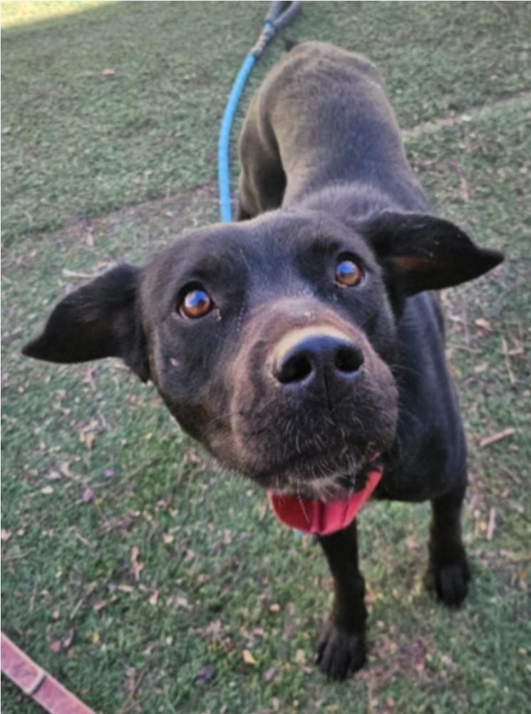 Enlarge Marianne, a Adoptable mixed breed in Sedalia, CO image 4/6