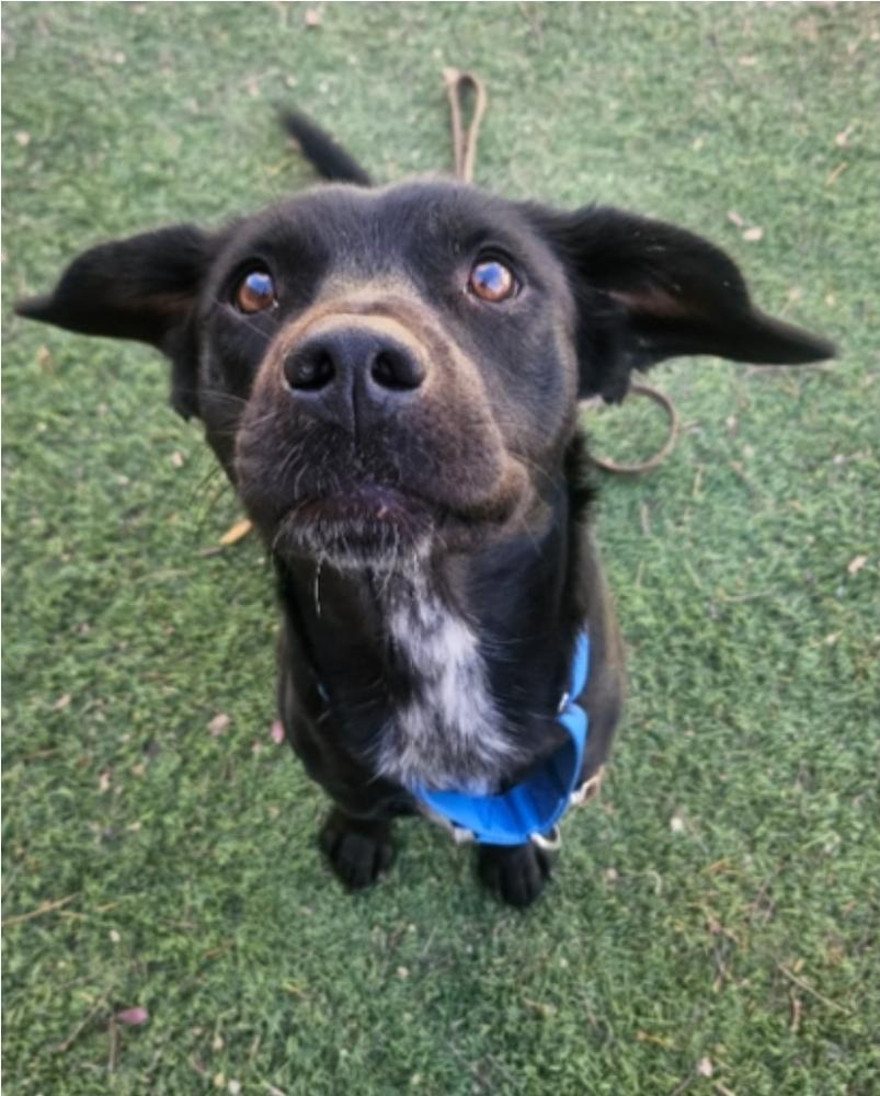 Enlarge Marianne, a Adoptable mixed breed in Sedalia, CO image 5/6