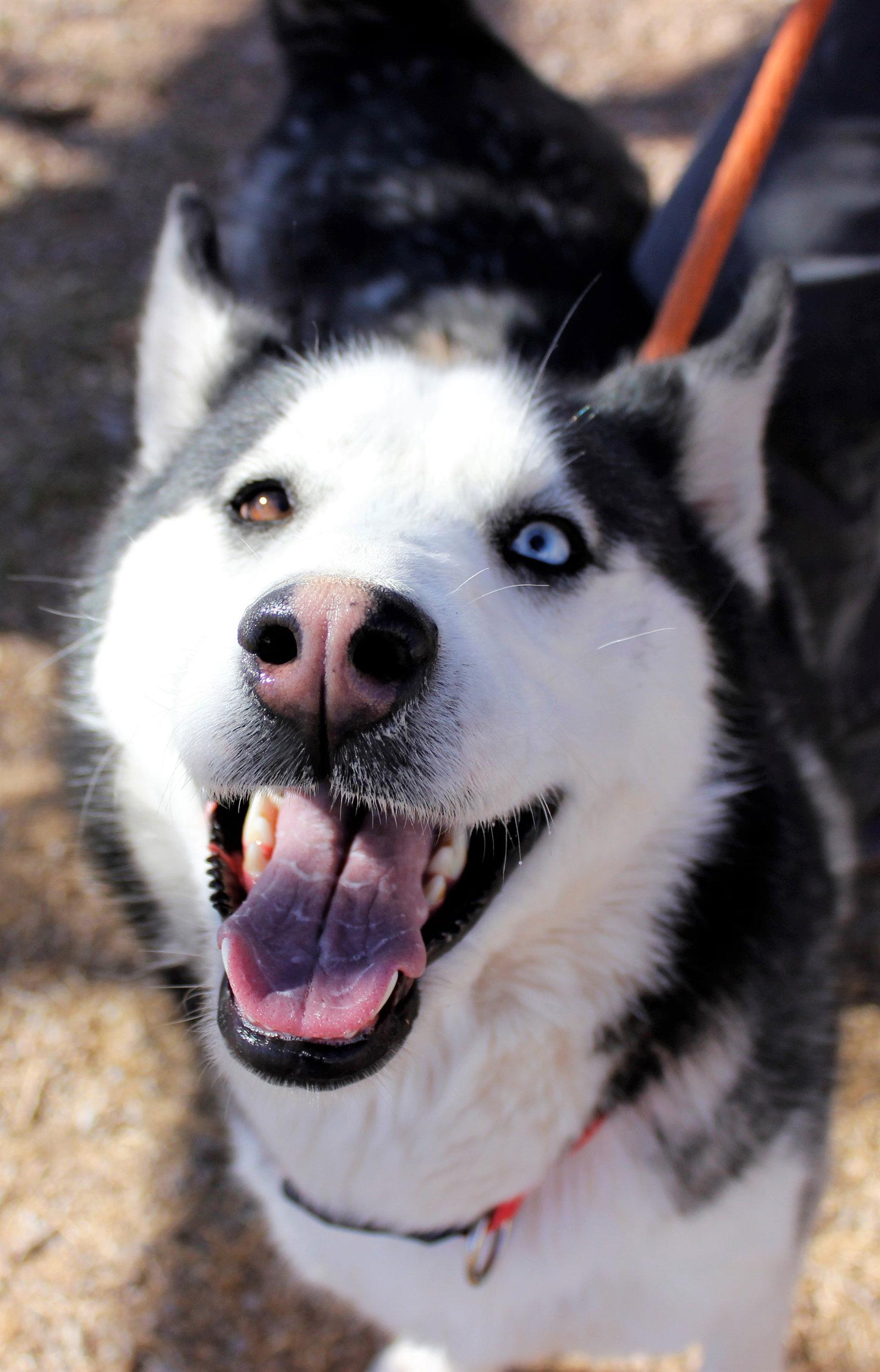 Enlarge Miracle, a Adopted Siberian Husky in Cedar Crest, NM image 1/3