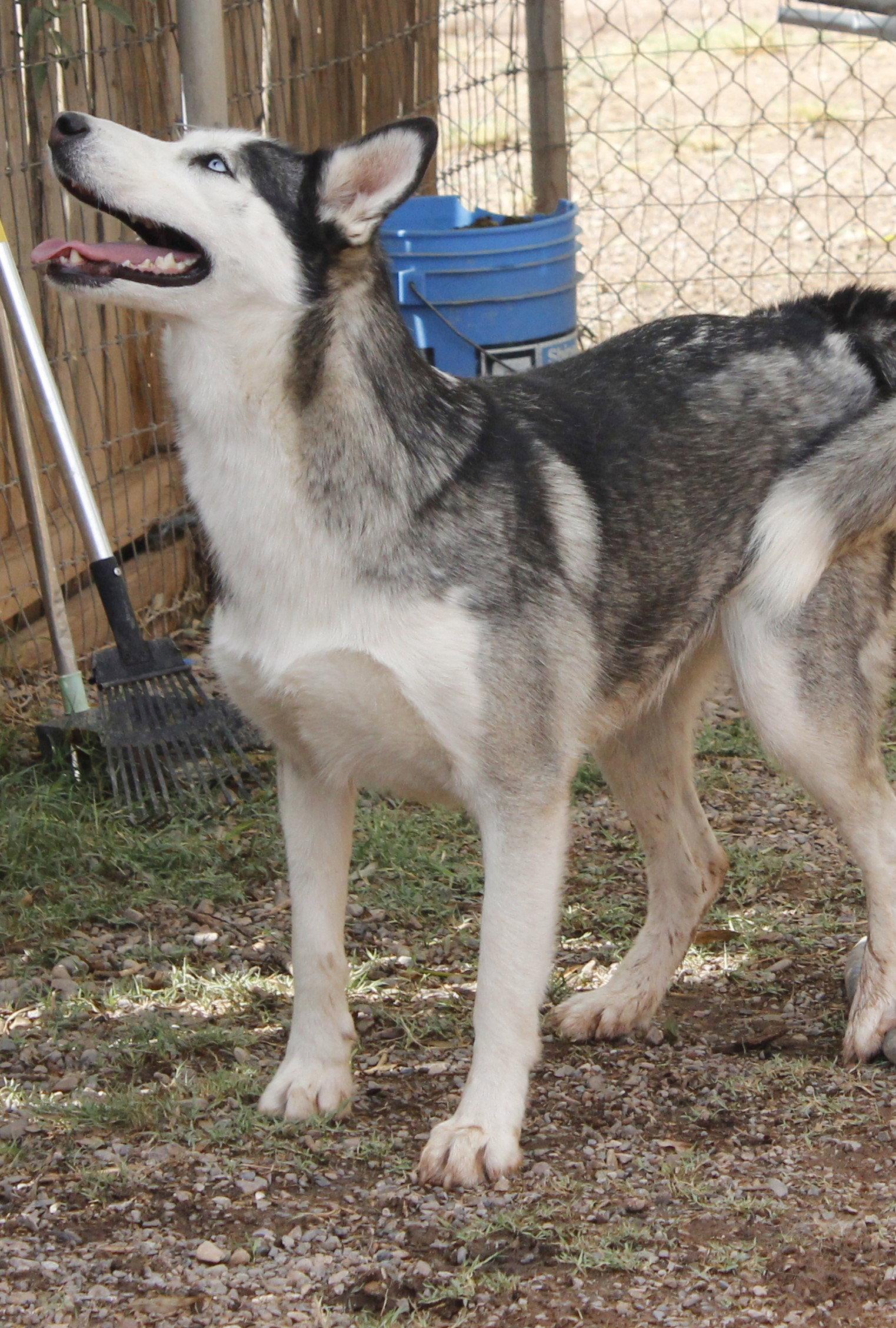 Enlarge Miracle, a Adopted Siberian Husky in Cedar Crest, NM image 2/3