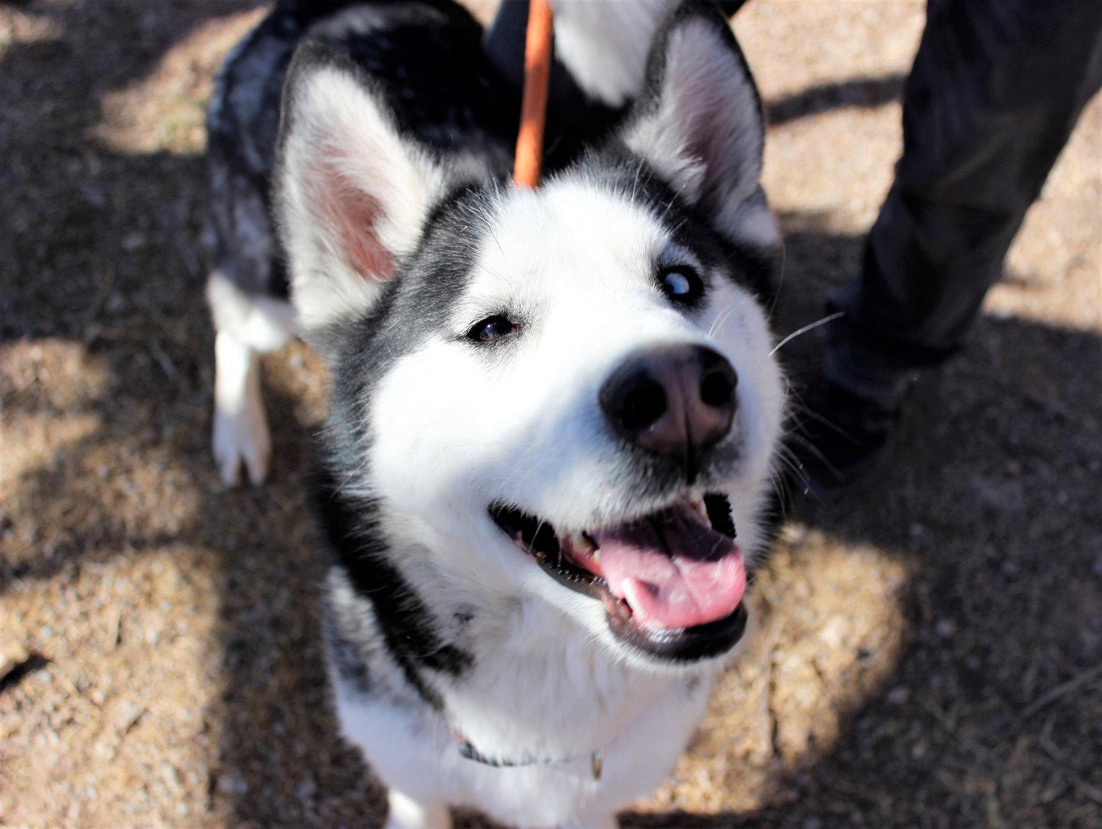 Enlarge Miracle, a Adopted Siberian Husky in Cedar Crest, NM image 3/3