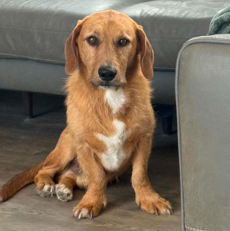 Herbie, ADOPTABLE, Adult Male Airedale Terrier & Basset Hound.