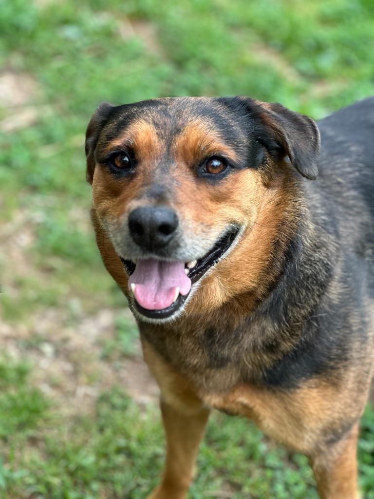 Enlarge Gypsy, a Adoptable mixed breed in Russellville, KY image 2/2
