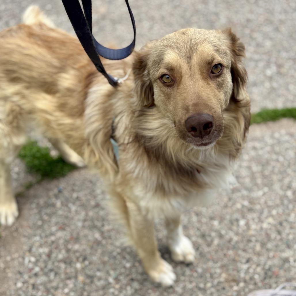 Simpson, Adoptable, Adult Male Shepherd & Mixed Breed.