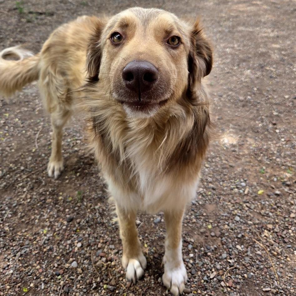 Simpson, a Adoptable mixed breed in Glenwood Springs, CO image 2/5