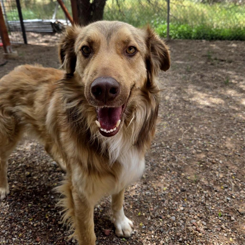Simpson, a Adoptable mixed breed in Glenwood Springs, CO image 4/5