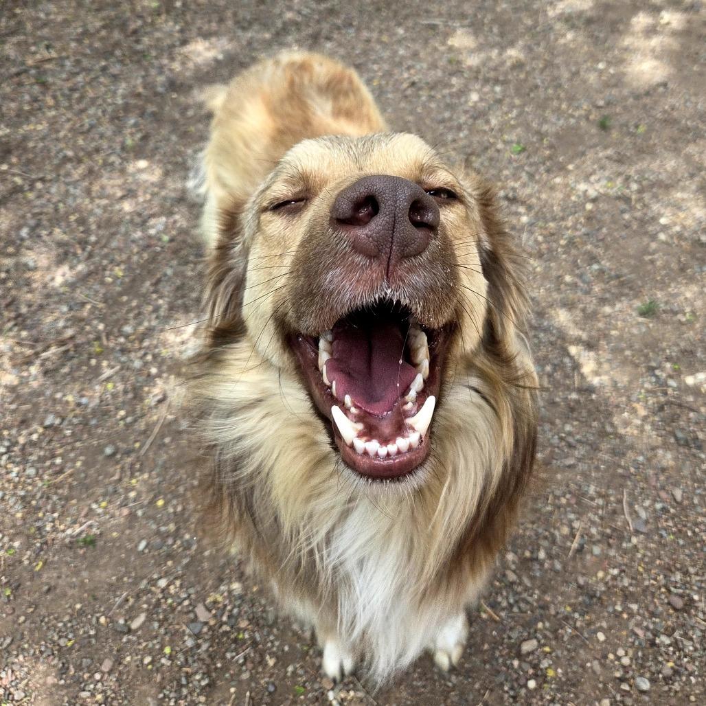 Simpson, a Adoptable mixed breed in Glenwood Springs, CO image 5/5