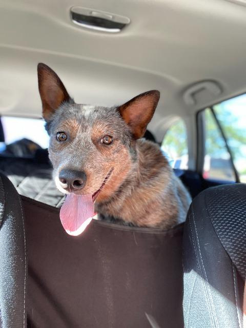 Willard, a Adoptable mixed breed in Meridian, ID image 1/6