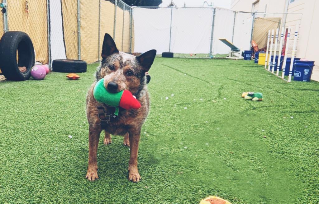 Willard, a Adoptable mixed breed in Meridian, ID image 2/6