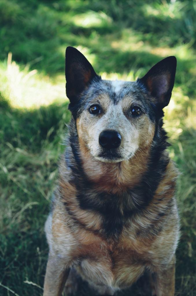 Willard, a Adoptable mixed breed in Meridian, ID image 4/6