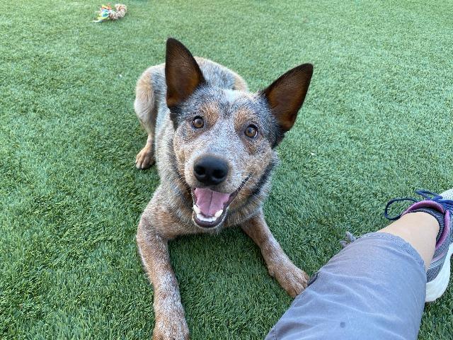 Willard, a Adoptable mixed breed in Meridian, ID image 6/6