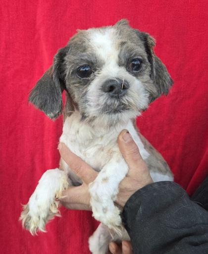 Chewbacca thumbnail 2