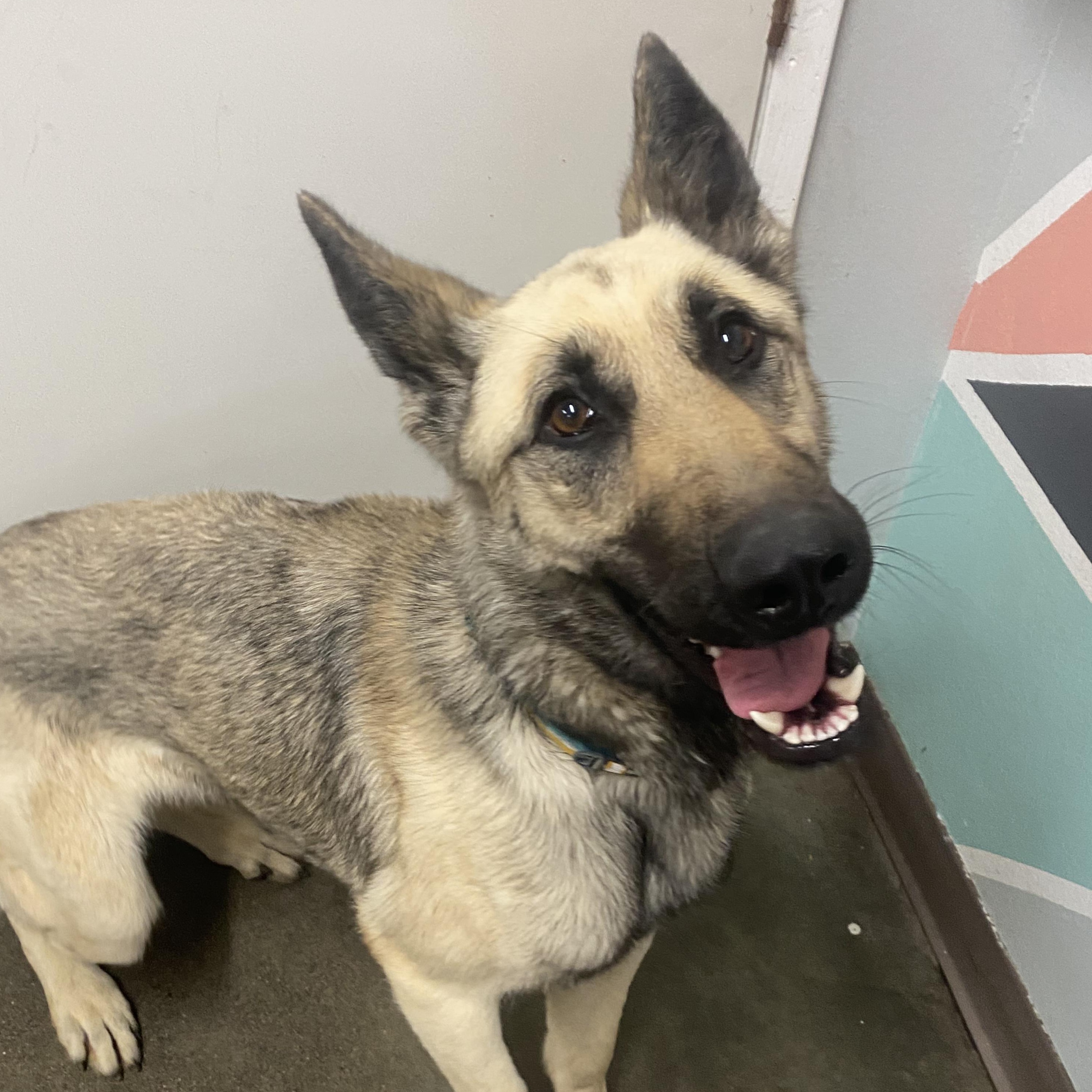 Fantasia, a Adoptable German Shepherd Dog in The Dalles, OR image 3/4