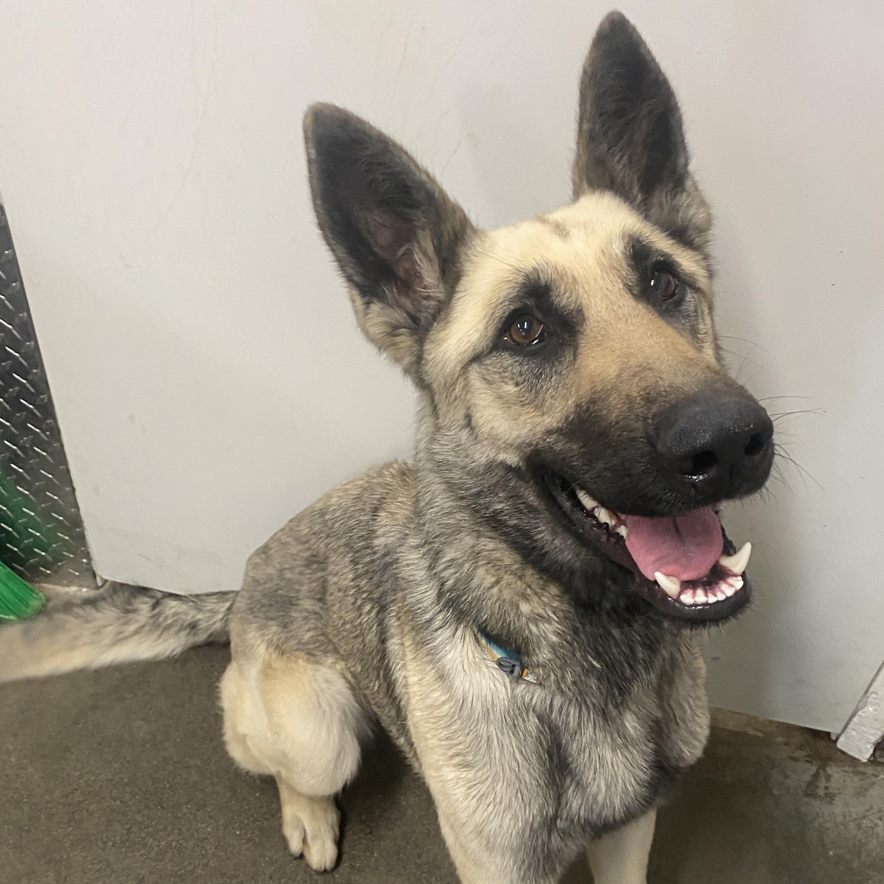 Fantasia, a Adoptable German Shepherd Dog in The Dalles, OR image 1/4