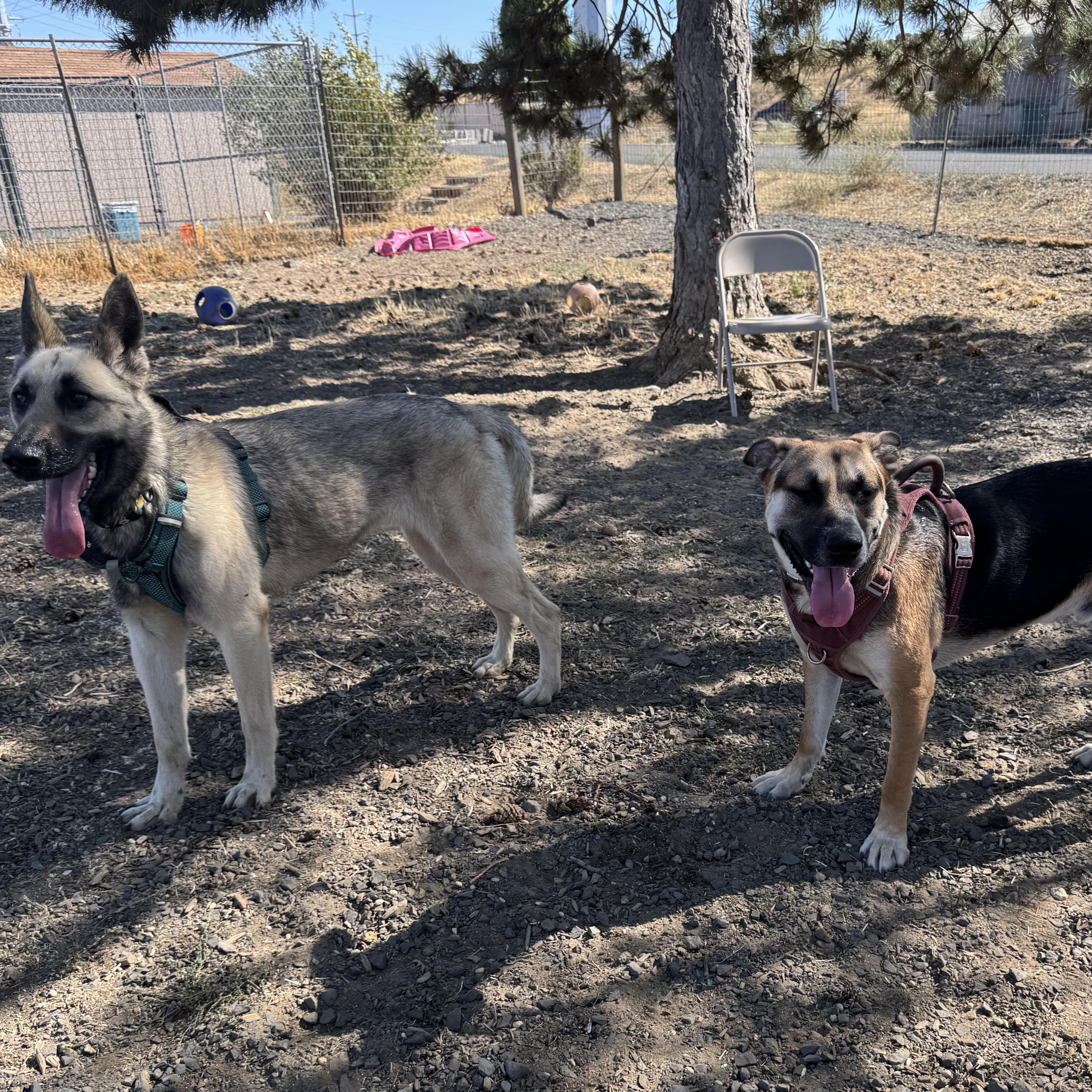 Fantasia, a Adoptable German Shepherd Dog in The Dalles, OR image 4/4