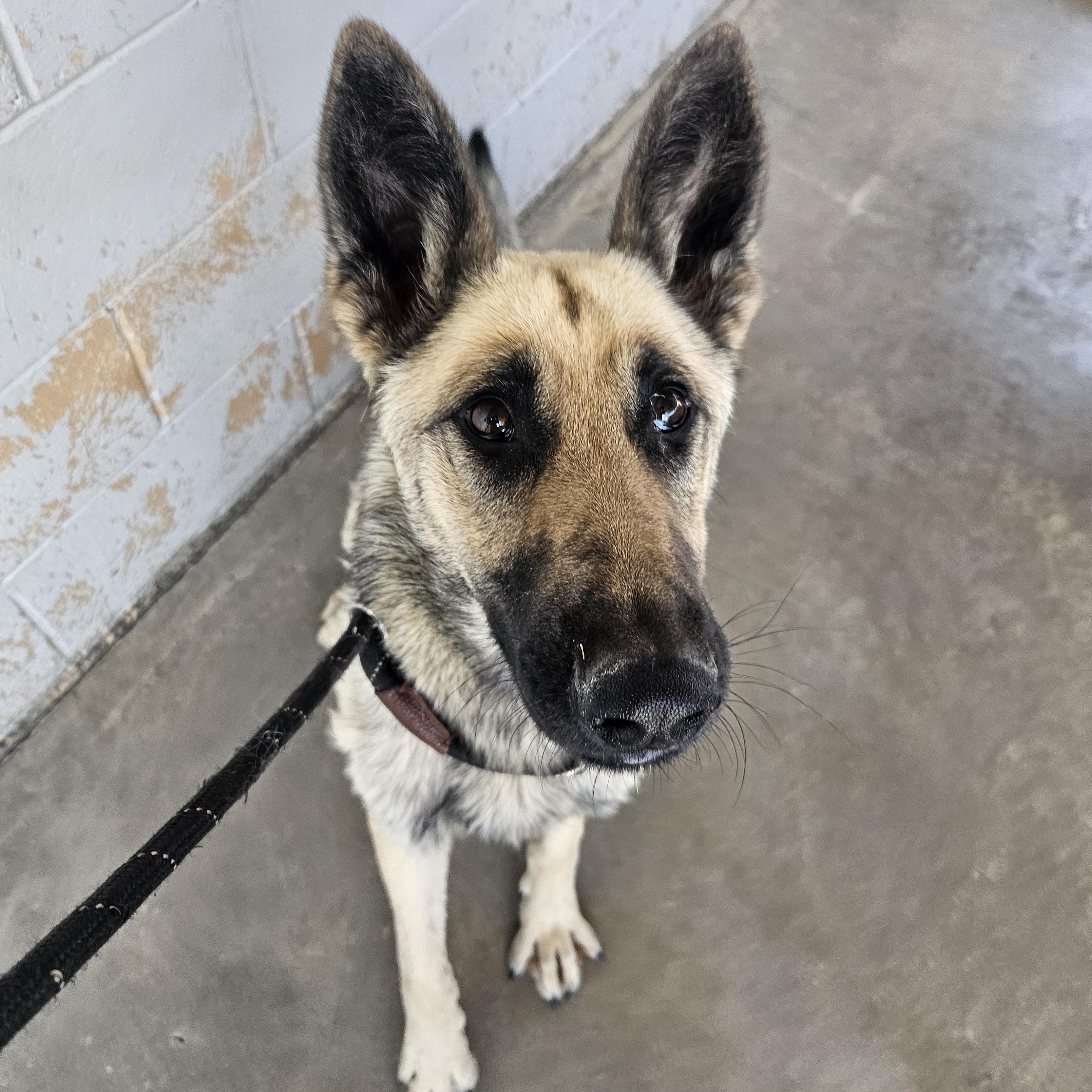 Fantasia, a Adoptable German Shepherd Dog in The Dalles, OR image 2/4