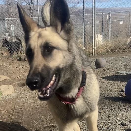Fantasia, Adult Female German Shepherd Dog