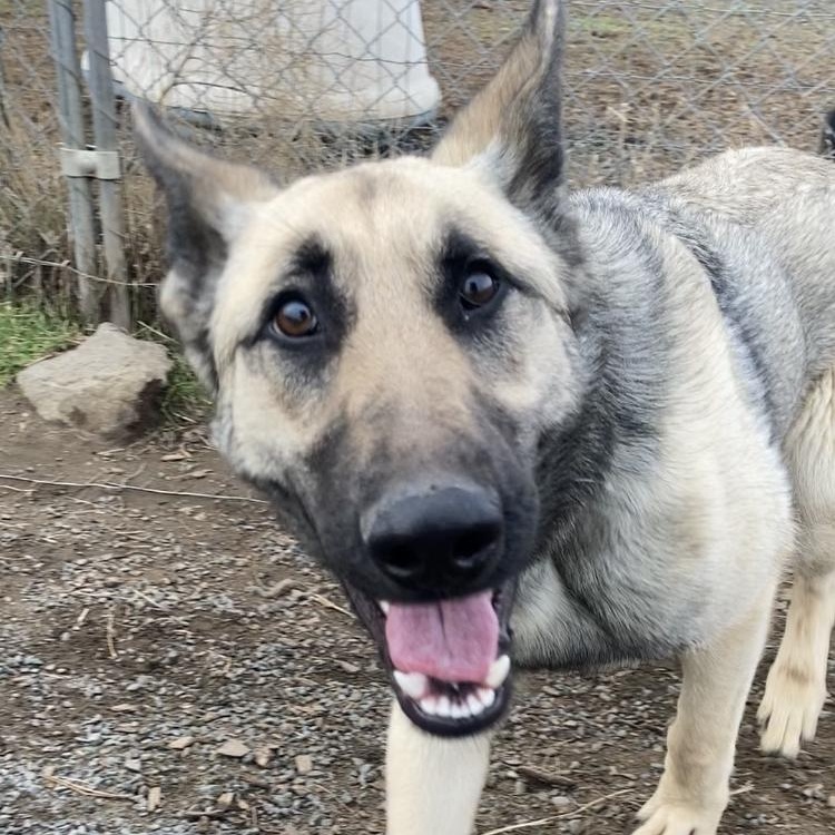 Fantasia, an adoptable German Shepherd Dog in The Dalles, OR, 97058 | Photo Image 4
