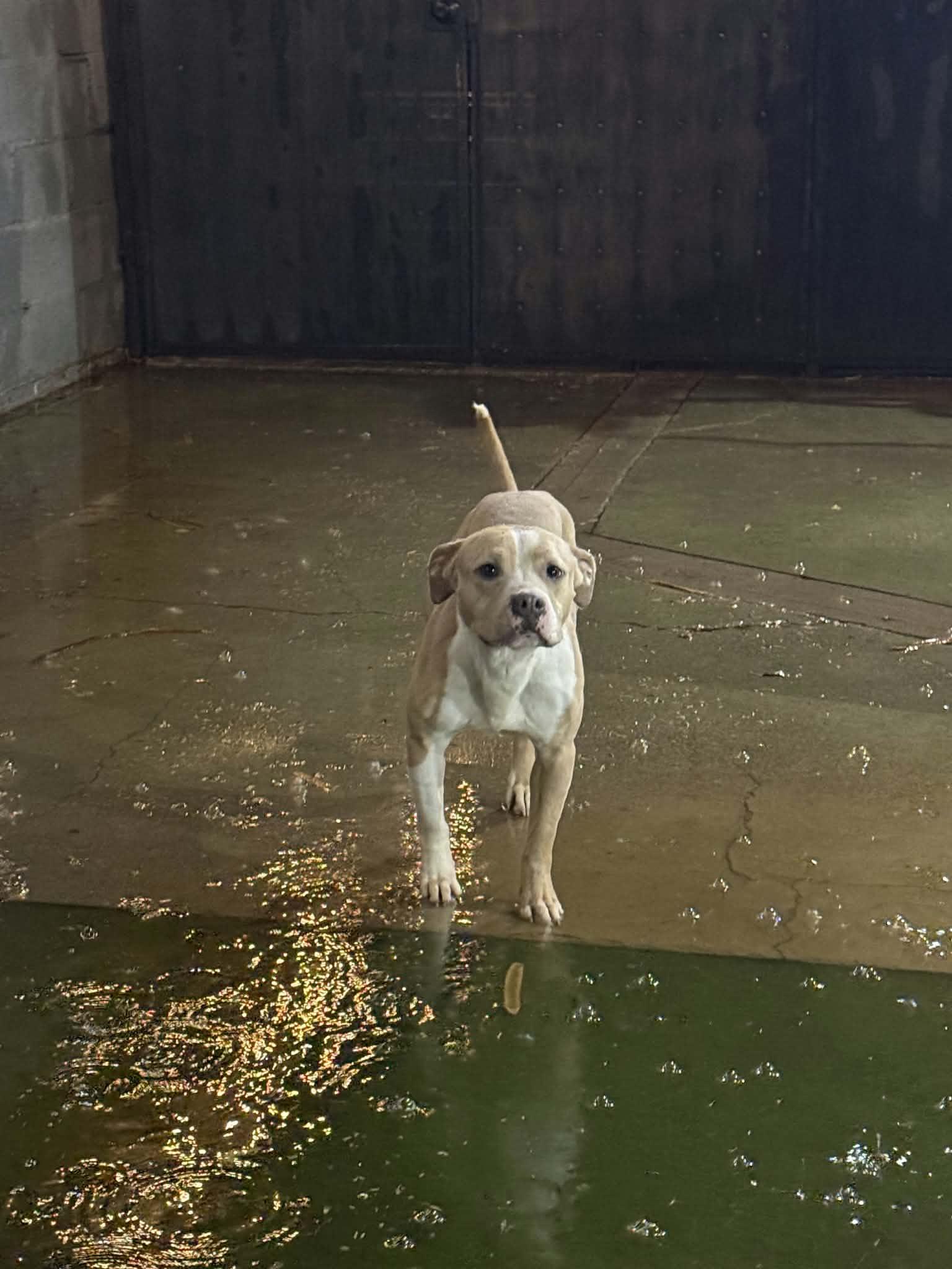 Enlarge Frankie, a ADOPTABLE Pit Bull Terrier in Phoenix, AZ image 4/5