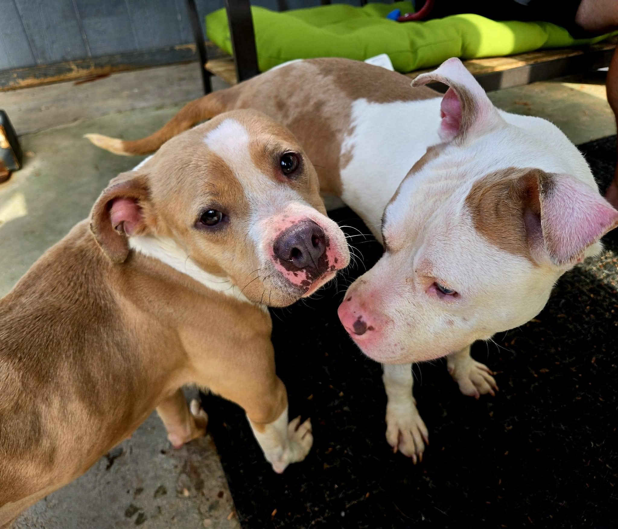 Enlarge Frankie, a ADOPTABLE Pit Bull Terrier in Phoenix, AZ image 2/5