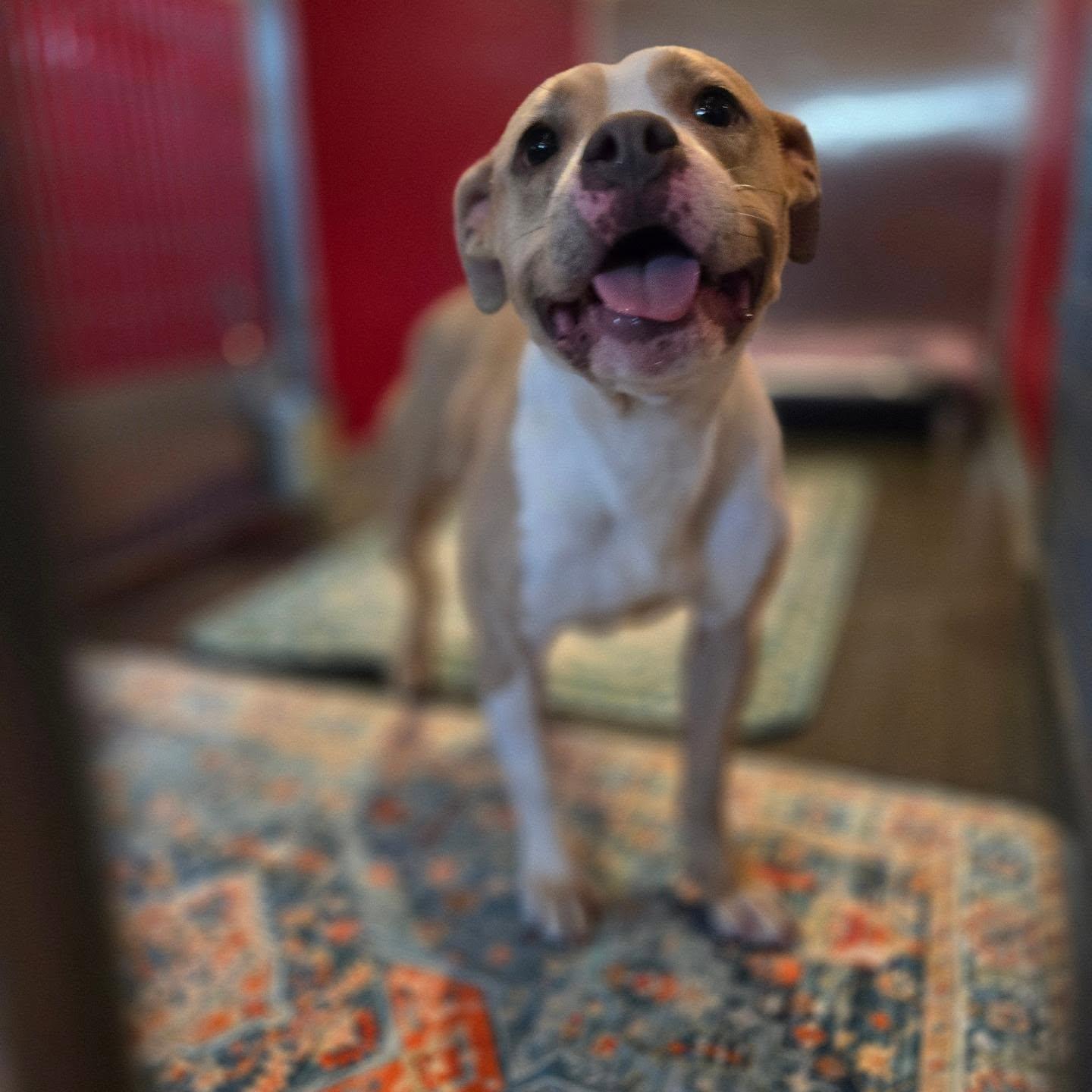 Enlarge Frankie, a ADOPTABLE Pit Bull Terrier in Phoenix, AZ image 5/5