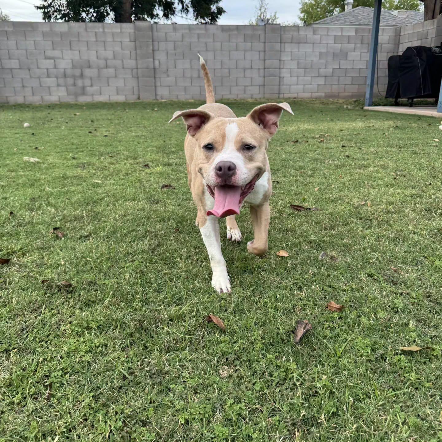 Enlarge Frankie, a ADOPTABLE Pit Bull Terrier in Phoenix, AZ image 1/5