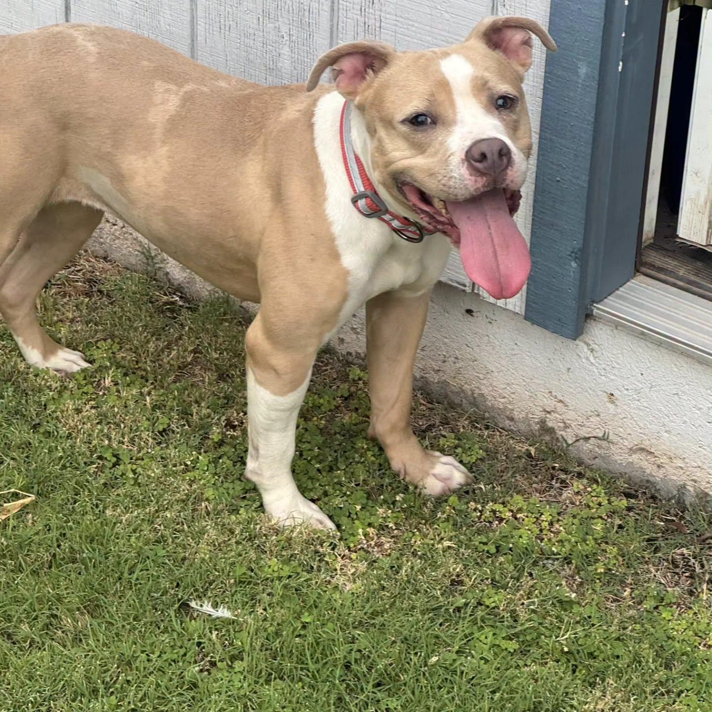 Enlarge Frankie, a ADOPTABLE Pit Bull Terrier in Phoenix, AZ image 3/5