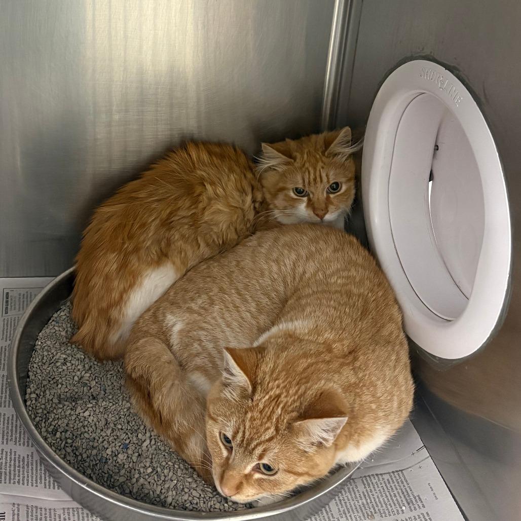 Enlarge Brooks, a Adoptable Domestic Short Hair in Brockton, MA image 1/1