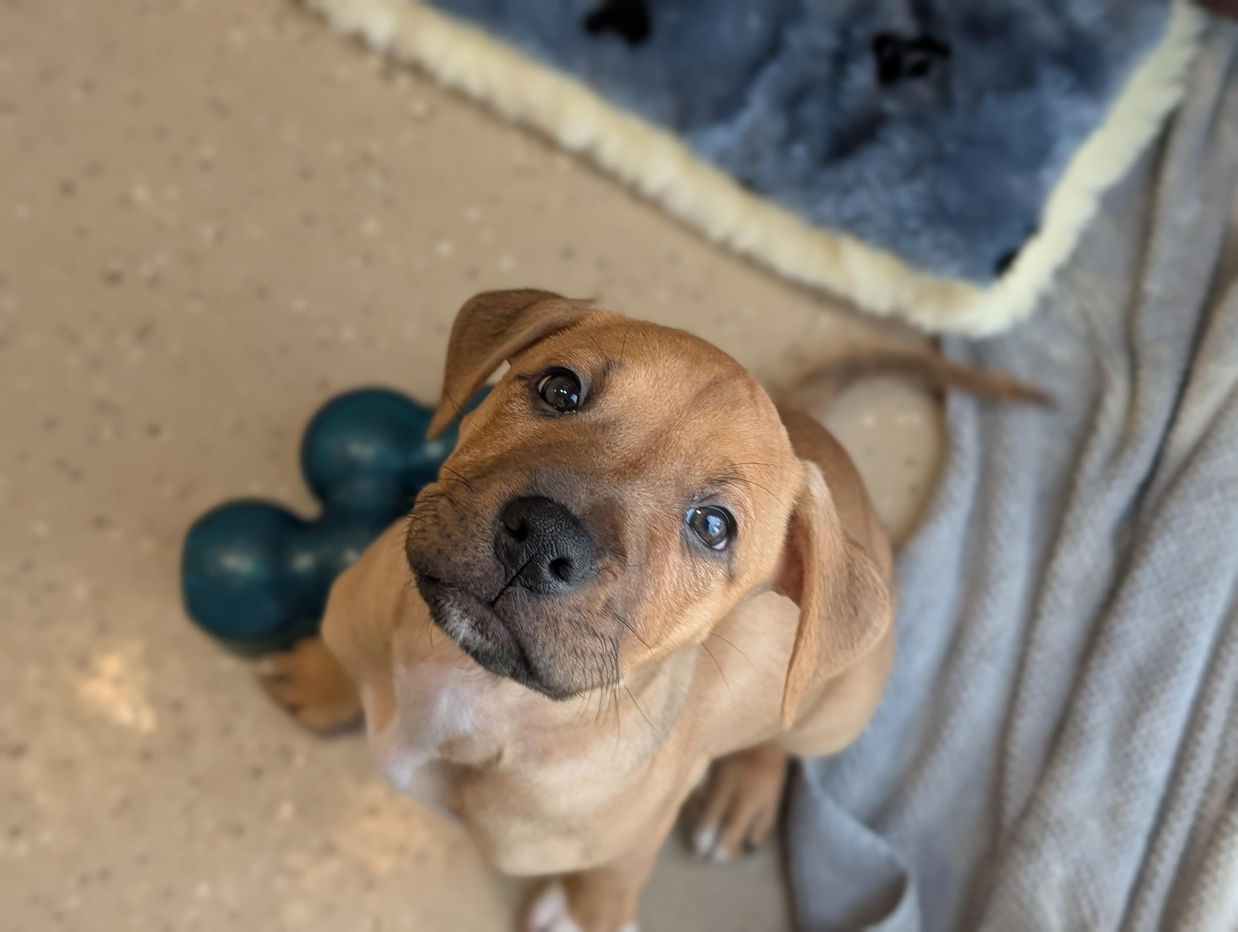 Enlarge Fendi, a Adoptable Mixed Breed in Fenton, MI image 2/3