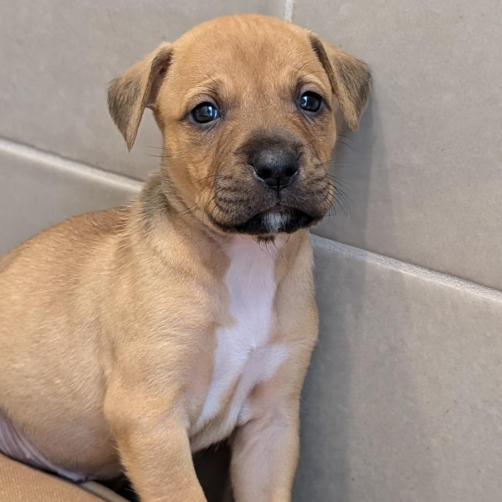 Enlarge Fendi, a Adoptable Mixed Breed in Fenton, MI image 3/3