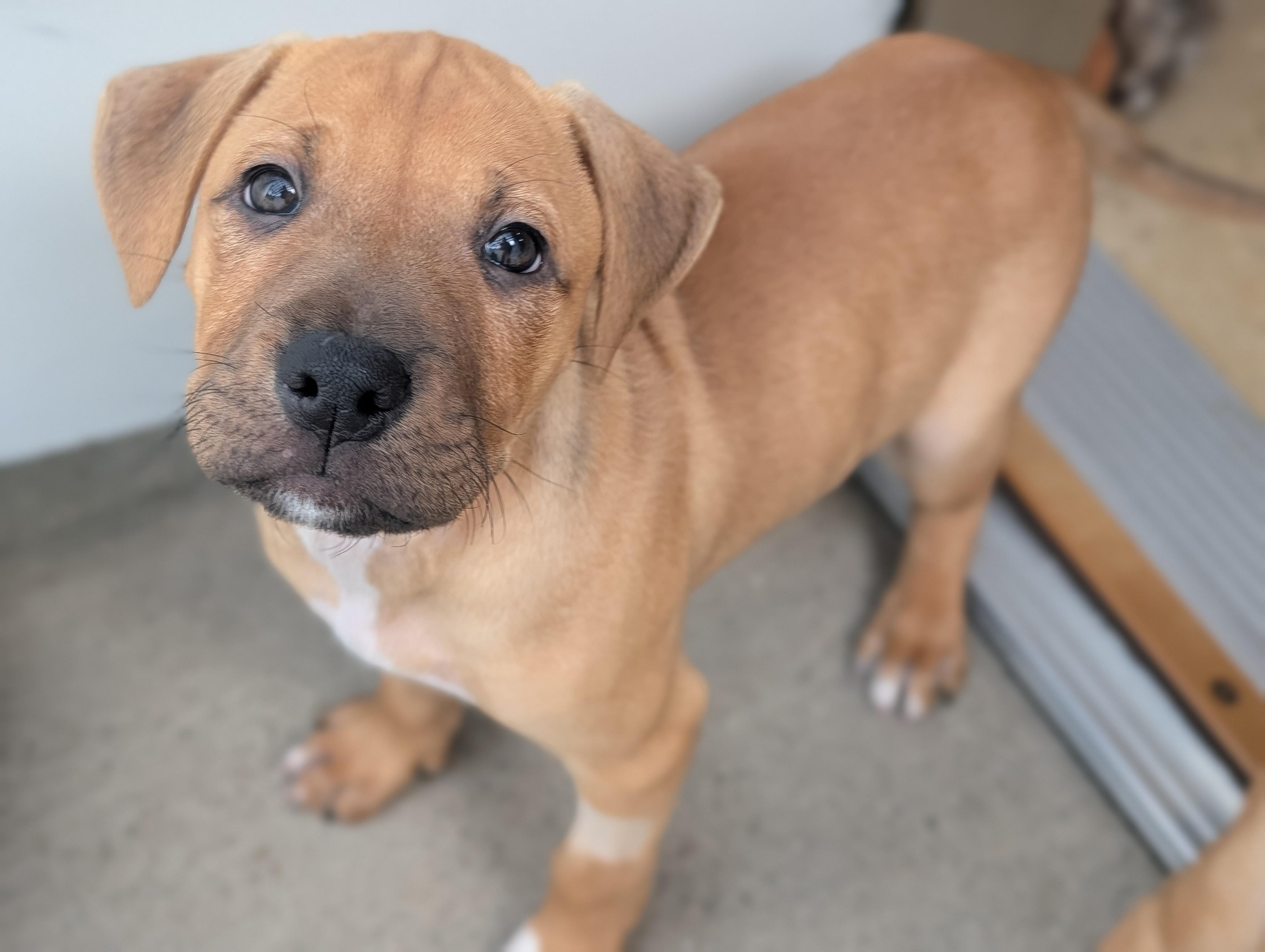 Fendi, Adoptable, Young Female Mixed Breed.