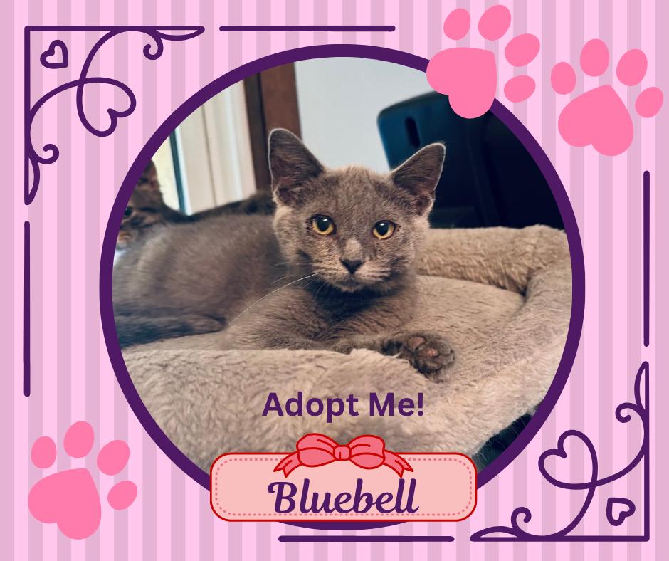 Enlarge Bluebell, a Adopted Domestic Medium Hair in Paris, IL image 1/1