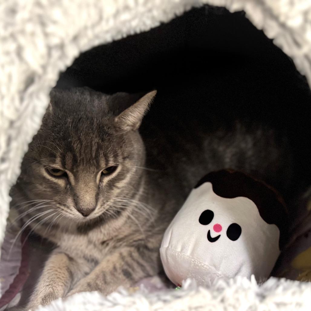 Enlarge Bartender, a Adoptable Domestic Short Hair in Wheeling, IL image 4/6