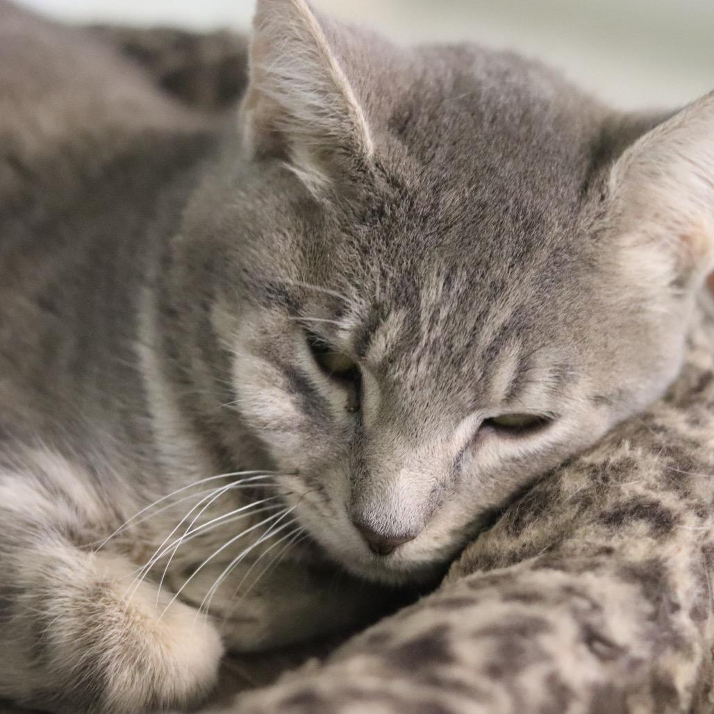 Enlarge Bartender, a Adoptable Domestic Short Hair in Wheeling, IL image 5/6