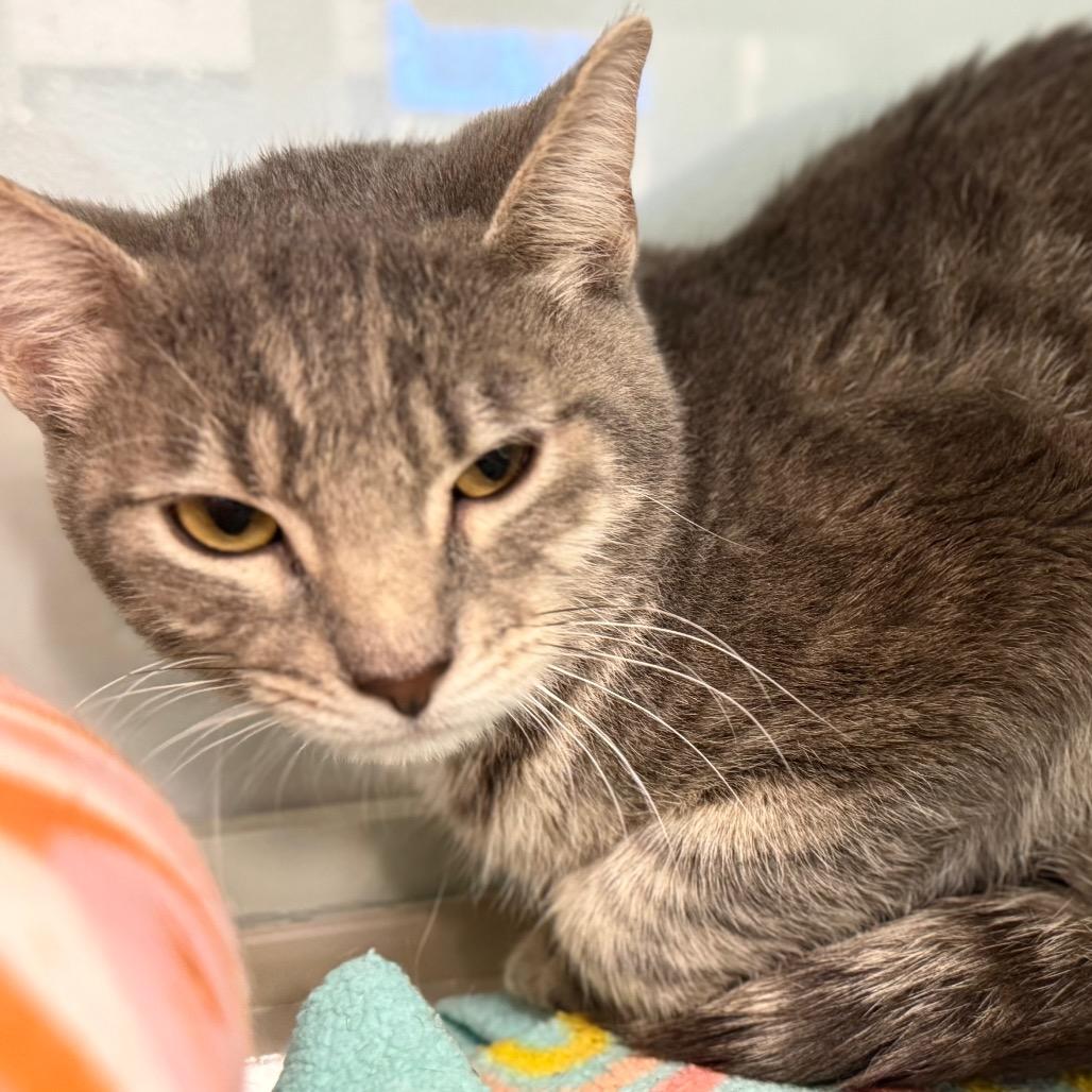 Enlarge Bartender, a Adoptable Domestic Short Hair in Wheeling, IL image 6/6