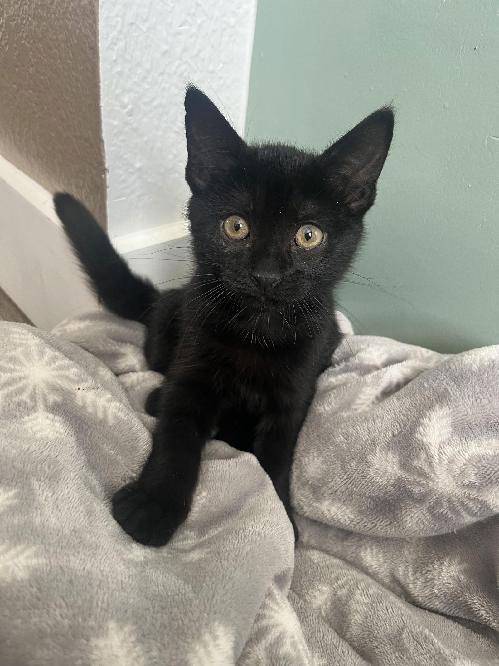 Cocoa, a Adoptable Domestic Short Hair in Arlington, TX image 1/3