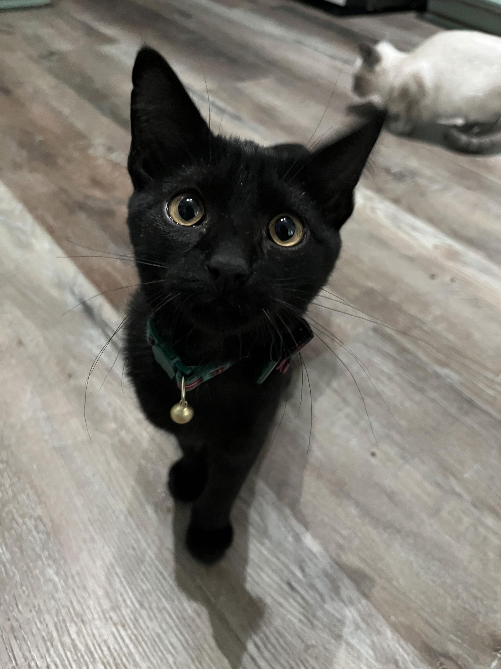 Cocoa, a Adoptable Domestic Short Hair in Arlington, TX image 2/3