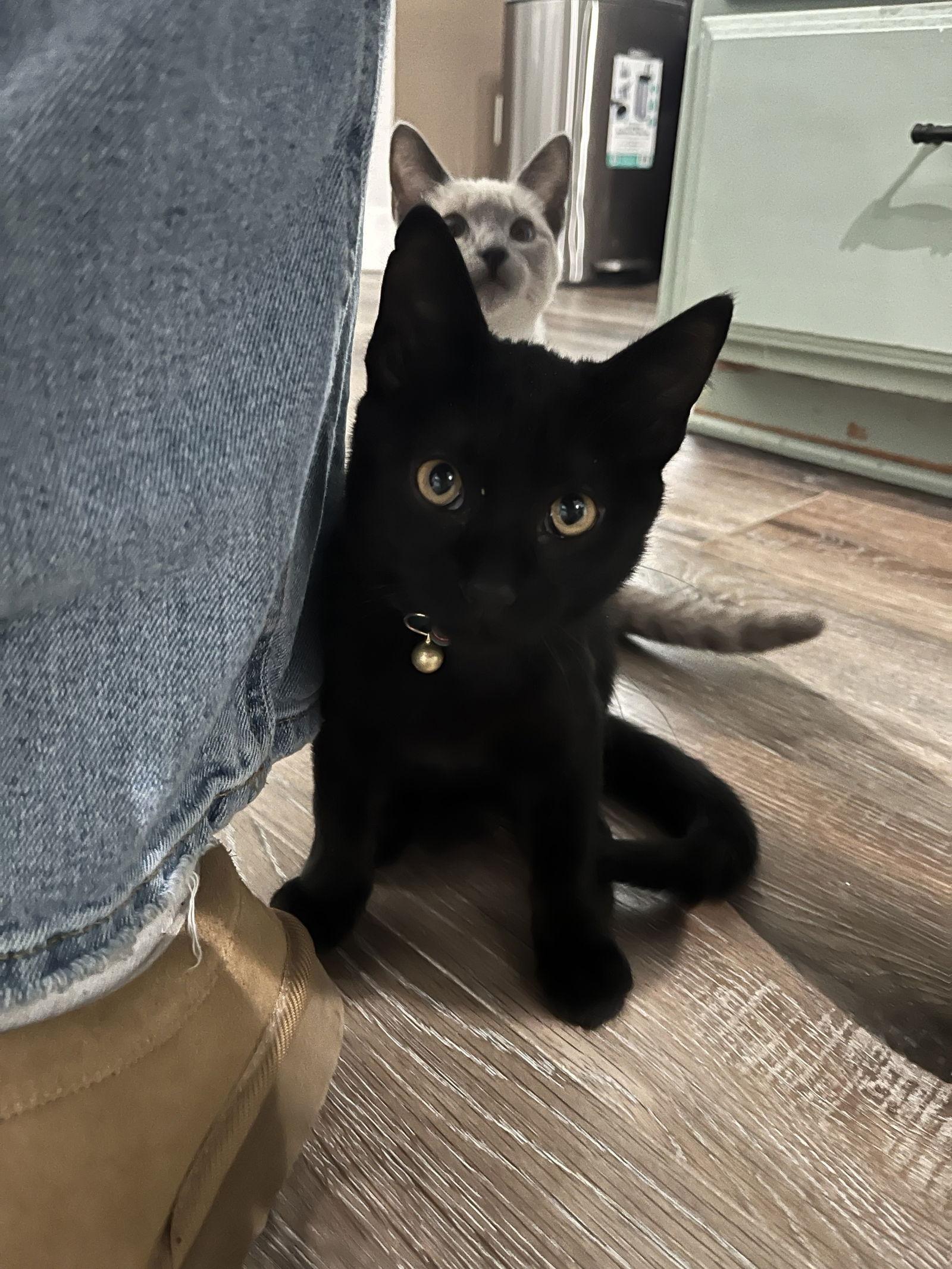 Cocoa, a Adoptable Domestic Short Hair in Arlington, TX image 3/3