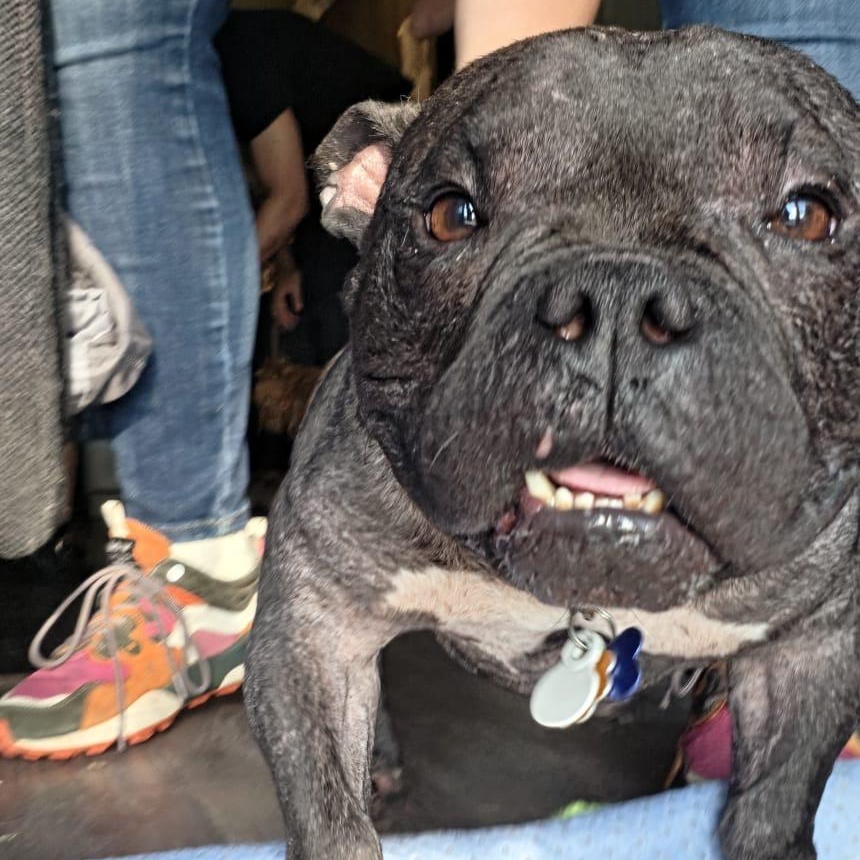 Enlarge Jude, a Adopted mixed breed in Chicago, IL image 5/6