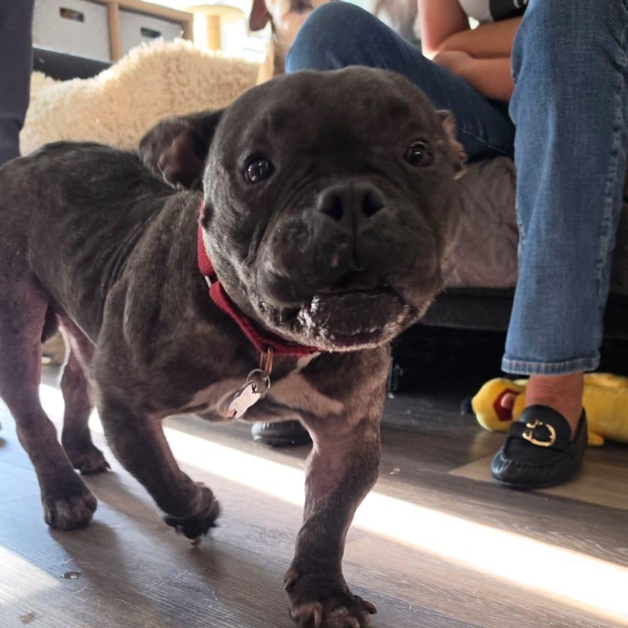 Enlarge Jude, a Adopted mixed breed in Chicago, IL image 3/6