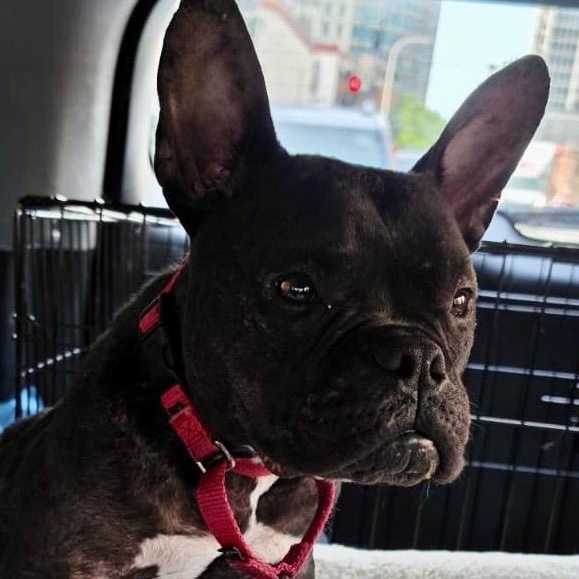 Jude, Adopted, Young Male French Bulldog.