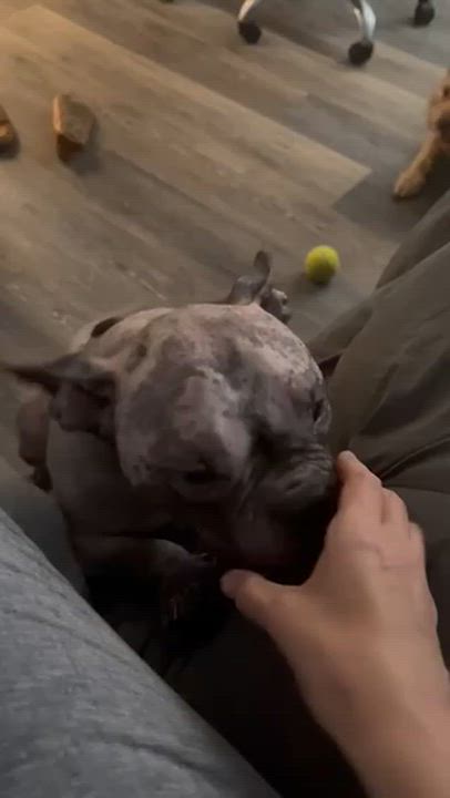 Enlarge Jude, a Adopted mixed breed in Chicago, IL video 2/6