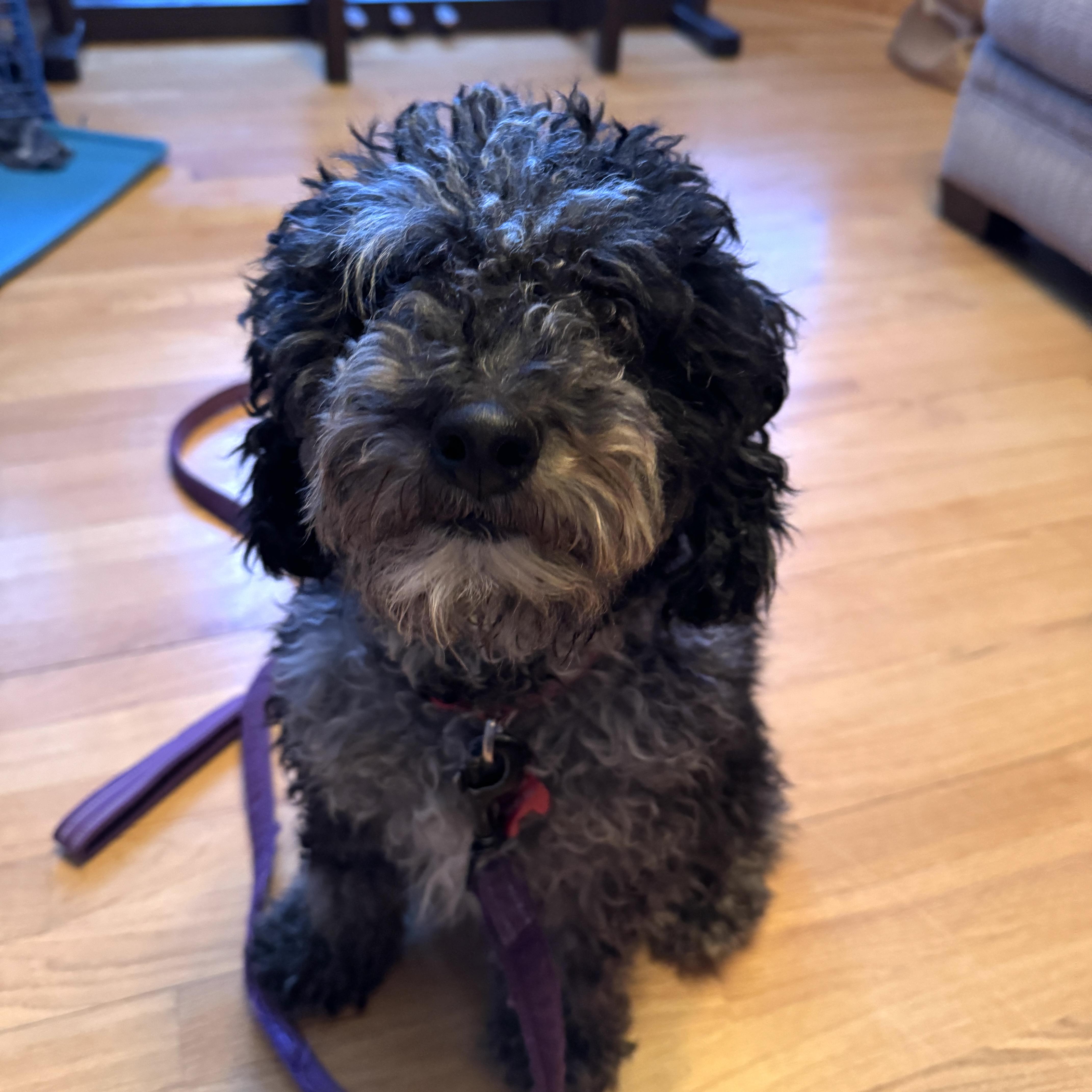 Parker, a ADOPTABLE mixed breed in Prior Lake, MN image 1/6