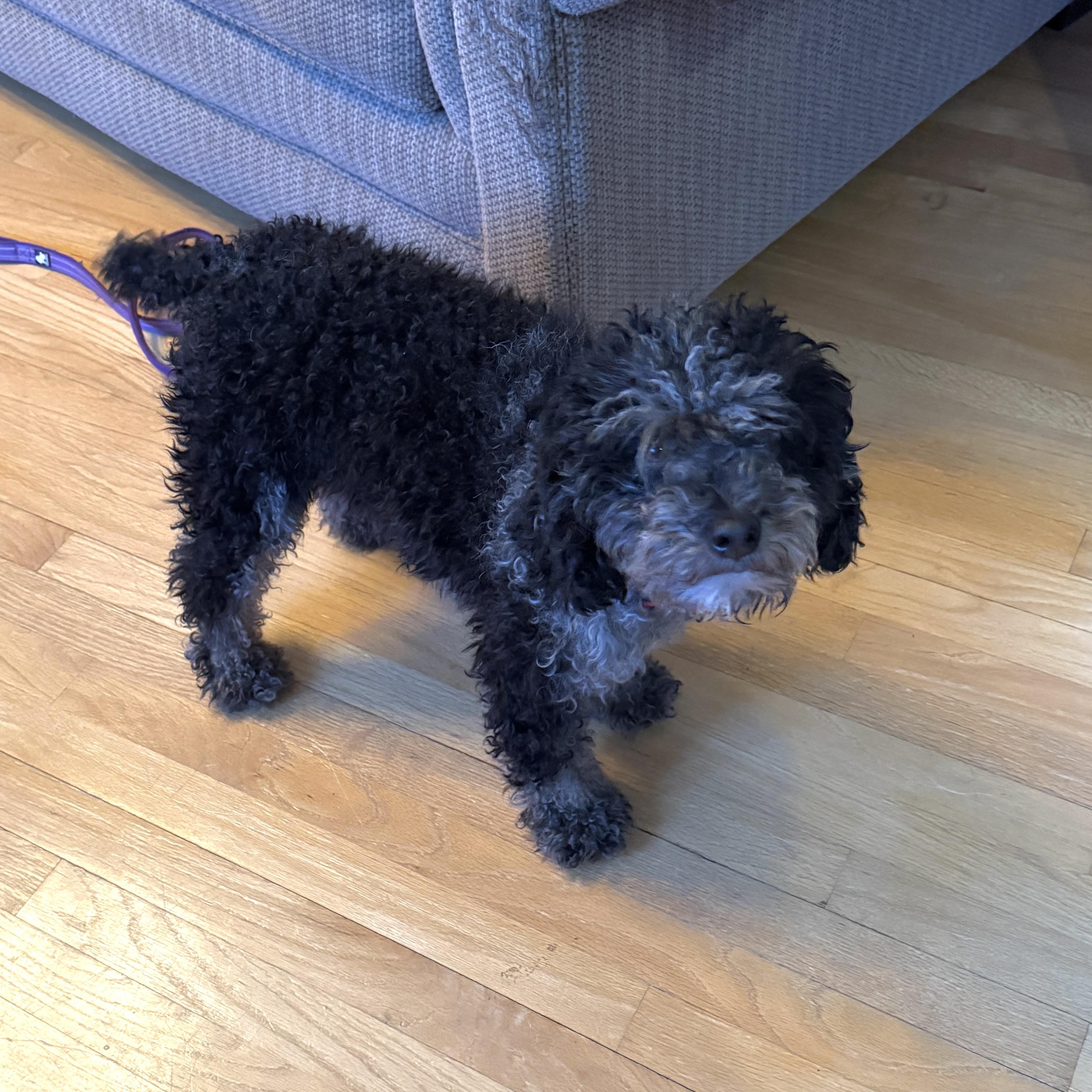 Parker, a ADOPTABLE mixed breed in Prior Lake, MN image 2/6